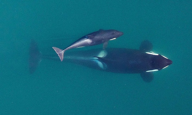 Endangered Orca Baby Boom Continues!