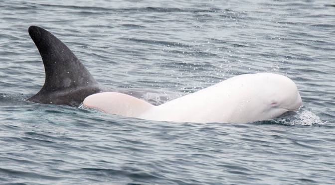 Just a photo of a beautiful thing: Rare albino dolphin spotted in Monterey Bay