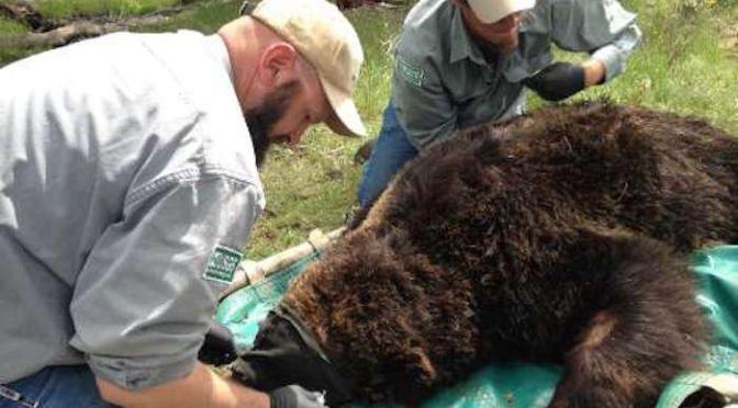Yellowstone Grizzly Population is Growing